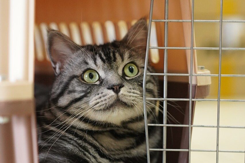 cat, animal, mammal