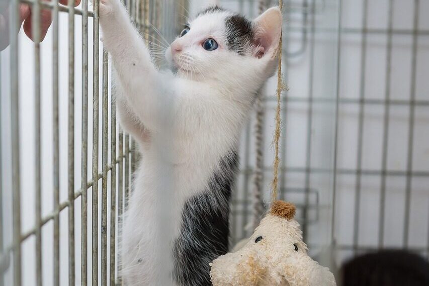 cat, kitten, pet