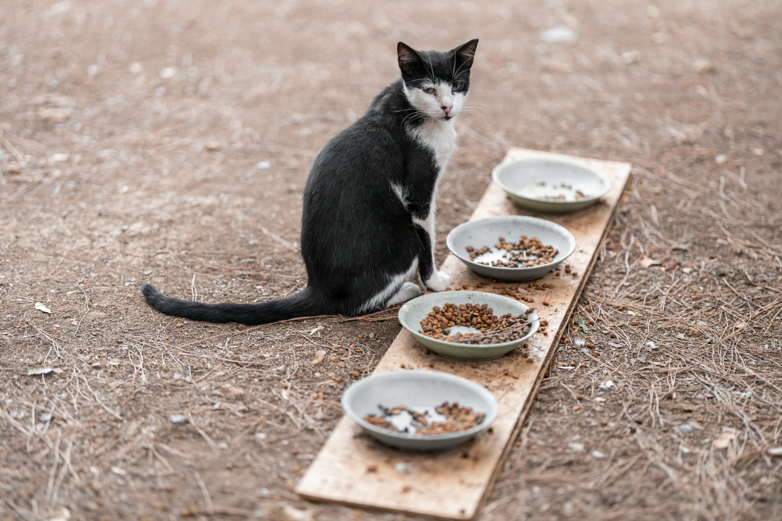 Cat Sitting by Bowls with Food on Ground